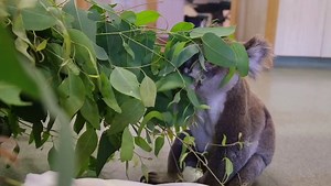 It is snack time for Eeyore the koala! 🥰 Eeyore was admitted to the #AustraliaZoo Wildlife Hospital after getting hit by a car. 🐨 He suffered from severe head trauma and a nerve injury to his forearm. Upon further examination, our expert team discovered that he is also suffering from conjunctivitis, a symptom of chlamydia. Our team will continue to treat his wounds and this sweet boy will hopefully recover and be released into the wild soon. 🌷 | Wildlife Warriors