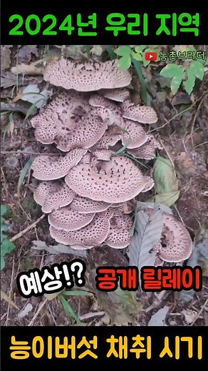 기다려! 큰 거 온다! 여기 지역 능이버섯 채취 시기! 채비하시죠?