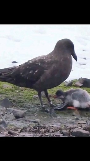 18 reactions | Skua Hunting Penguin Chick - - All credit goes to respective owners  DM for removal or credit. - - Follow us for more videos: @animalentertainment7 - - #skua #savage #hunter #wildbirds #babybird #closeenough #predator #greaterkruger #penguin #wildlife #wildlifeaddicts #animal #animallovers #nature #attack #videooftheday #wildlifeonearth | Animals Wildside | Facebook