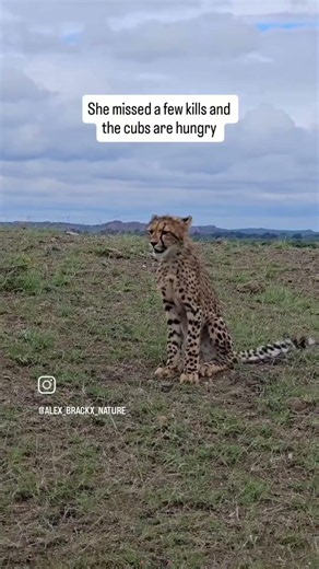 Cheetah and her 5 cubs #wildlife #cheetah #africanwildlife #cuteanimals