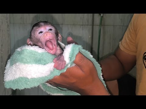 NEWBORN BABY MONKEY'S FIRST BATH SEEN YAWN