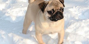 Pugs Do Snow Days