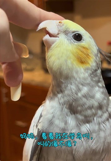 Mommy, look! I’m learning how to chirp—do I sound like a real birdie? 🐥💛#豆雪日记 #玄凤鹦鹉 #funnybird #petsoftiktok #cockatielsoftiktok