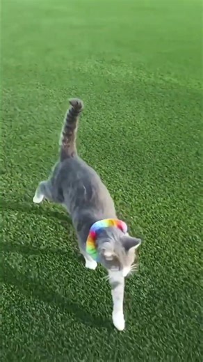 Arizona's Only Pet Turf System, Best Pet Turf in Arizona!