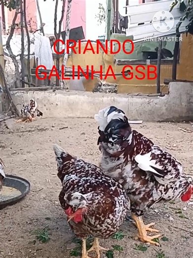 HOW TO START A GSB CHICKEN FARM FROM SCRATCH #viralshorts #shortsfeed #videoshorts