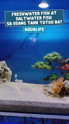 30K views · 433 reactions | Freshwater Fish at Saltwater Fish sa Iisang Tank TOTOO BA? | Aqua Life Gift Sets Ph | Facebook