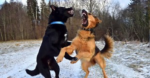 The 10 most dangerous dogs in the world