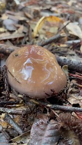 31K views · 460 reactions | Check out this exceptionally gooey...