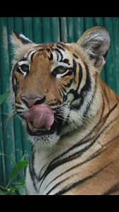 Royal Bengal Tiger in National Zoological Park in Delhi *Photographed by Samim Asgor Ali *The Royal Bengal tiger is a population of the Panthera Tigris subspecies. It ranks among the largest of wild cats. It is distributed from India, southern Nepal, Bangladesh, Bhutan to southwestern China. Its historical range extended to the Indus River valley until the early 19th century and it is thought to have been present in the Indian subcontinent since the Late Pleistocene about 12,000 to 16,500 years 