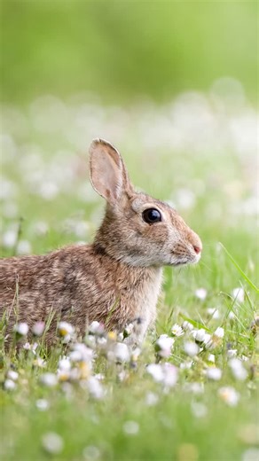 Scott Hill on Instagram: "Photographing a eastern cottontail rabbit during the spring season 🐰 . . . . #easterncottontailrabbit #bunny #bunnylovers"