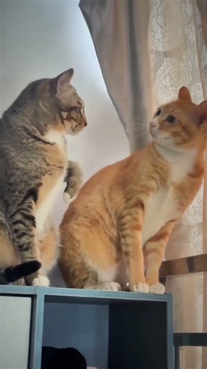 9 Cats, 9 Problems, O Dignity 😂#shorts #animals #cat #funny
