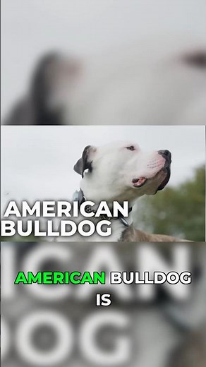 Training Methods That Actually Work for Bulldogs #DogTraining #Discipline