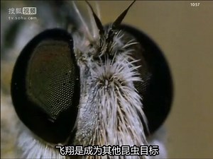 昆虫帝国 英语原声 alien empire 3