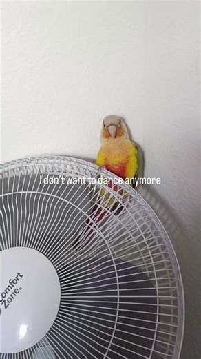 #conure #funny #funnyshorts #fuunyvideo #fun