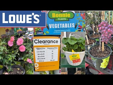LOWE’S BEST NEW VEGETABLE & PLANTS ARRIVALS FOR SPRING |HOW TO MAKE YOUR GARDEN BEAUTIFUL?