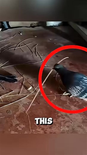 This pigeon surprises a mother cat and her kittens ❤️ #pigeon #kitten | Wonderful Animals