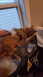 5.7K views | Proverbs 12:10 Animal Rescue on Reels | Facebook