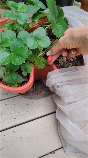 The BEST Defense Against Garden Pests? Mesh Plant Netting