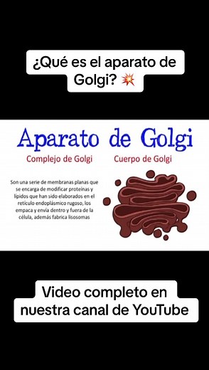 ¿Qué es el aparato de Golgi? Descubre su función