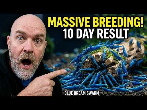 How I Set Up My Largest Shrimp Breeding Tank