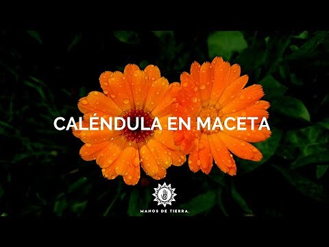 Como Sembrar CALÉNDULA En Maceta 2025/plantar caléndula/ manos de tierra