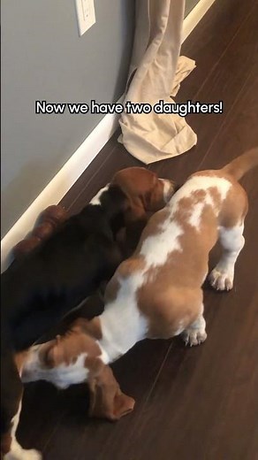 The Moment Two Rescue Dog Siblings Reunited 🥹