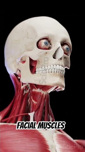 this 3d animation shows an explored view of the facial muscles revealing there structure#muscle#3d.