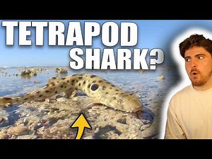 This Shark Is Breaking the Rules of Biology