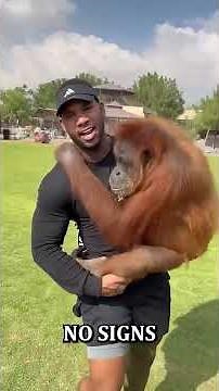 The Drunken Monkey Hypotheses