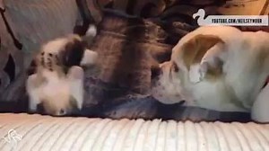 Now here's a fun one from The Dodo | The Dog Connection TV