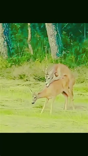 Understanding Deer Mating Behavior in Different Regions