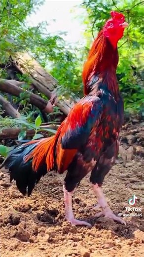 #unfrezzmyaccount ♥️♥️♥️♥️♥️♥️♥️♥️🥷🥷🥷🥷🥷🥷🥷🥷figjvhtuhohhyh gjyggfb #ebank