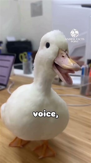 Amazing Facts About the Cute Call duck 🦆✨