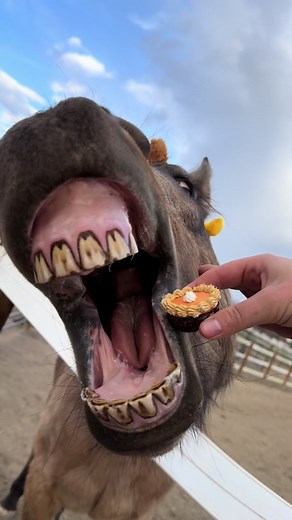 The Perfect Pumpkin Pie Recipe for Thanksgiving