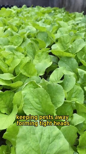 2.4K views · 53 reactions | #garden #gardening #farming #planting #agriculture #gardeningtips #potato #gardening101 | Agriculture 12.7 | Facebook