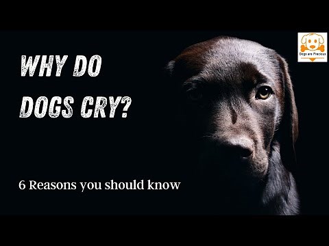 Reasons Why Dogs Cry At Night - Why Do Dogs Cry? - 6 Main Causes