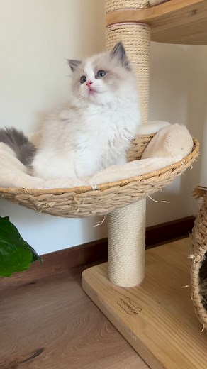 5.1K reactions · 103 shares | Halo the blue bicolour ragdoll kitten  She is so cute 殺 #kitten #instakitty #meow #kittenlove #fluffykitten #ragdollkitten #kittens_of_world #kitties #kittenlovers #kittensofinstagram #kittenlife #cutekitten #ragdoll #ragdollworld #ragdolllove #ragdollcattery #ragdollcatlovers #bluebicolorragdoll #ragdolloftheday #bluebicolor #bicolorragdoll #ragdollbreeder #ragdollsofaustralia #bicolourragdoll #bicolourkitten | Ring of Fire Ragdolls | Facebook