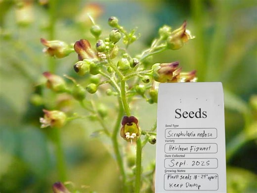 Figwort Seeds X10 (scrophularia Nodosa) Backyard Gardening Herbs Medicinal Plant - Etsy