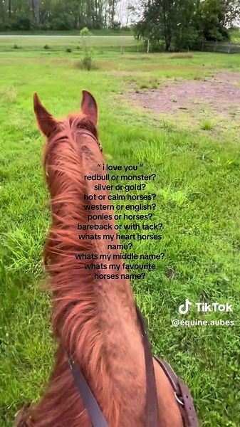 Fun Equestrian Quiz: Test Your Horse Knowledge