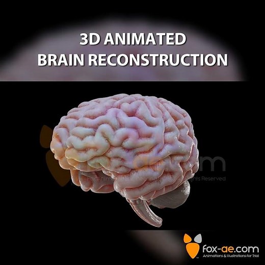 3D Animated Brain Reconstruction