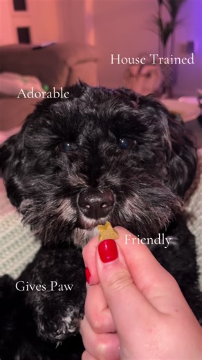 Meet the Boyfriend Stealer: A Loyal Jackapoo's Charm