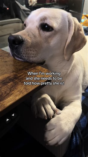 Regal Labrador Puppy: Cute and Funny Moments