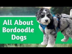Bordoodle Dog Breed Information | All You Need To Know About Getting Bordoodle Puppies