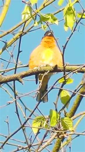 52K views · 1.9K reactions | Black headed grosbeak singing on the twigs of tree #reels #bird #nature #sounds #singing | Okicau | Facebook