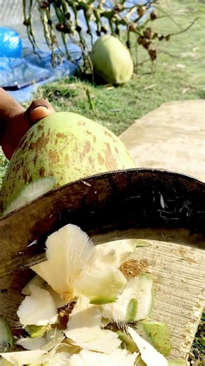 Green coconut, coconut water, how to cut coconut, street food skills, fresh coconut