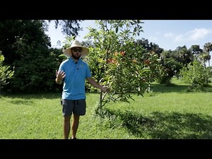 Growing Avocados with Seth in Brevard County, Florida zone 10a