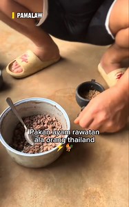 Pakan ayam rawatan ala orang thailand ⚡🐓 #penghobiayam #ayambangkok #ayamlaga #reels | Pama Law