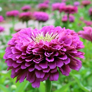 Purple Prince Zinnia Seeds | American Meadows