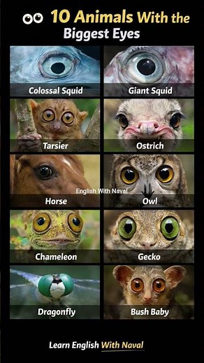 10 Animals With the Biggest Eyes 👀 | Amazing Animal Facts