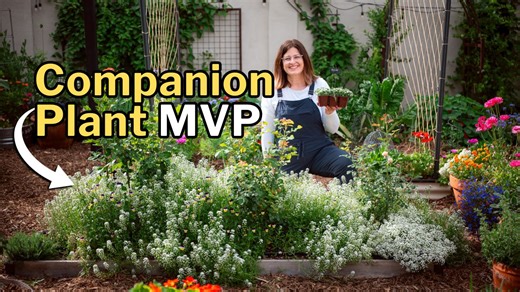 4.8K views · 83 reactions | Sweet alyssum is the small companion that brings big results. Learn how to plant and care for sweet alyssum for natural aphid control, when to sow in your climate, and how to use it around roses, lettuce, and brassicas. #SweetAlyssum #Alyssum #CompanionPlanting #NaturalPestControl #BeneficialInsects #Hoverflies #Ladybugs #Aphids #GardenTips #HowToGrow #CoolSeasonFlowers #AnnualFlowers #Roses #OrganicGardening #PollinatorGarden | Growing in the Garden | Facebook